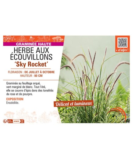 HERBE AUX ECOUVILLONS SKY ROCKET
