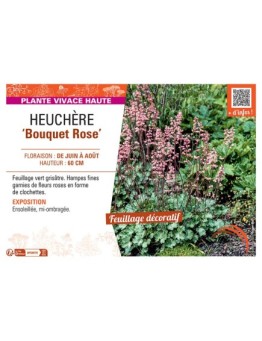 HEUCHERE BOUQUET ROSE