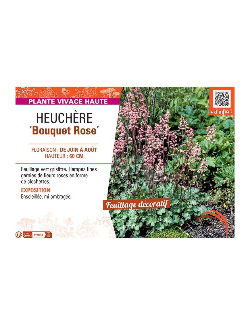 HEUCHERE BOUQUET ROSE