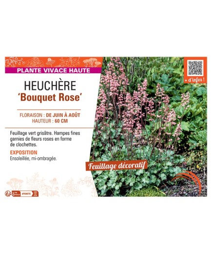HEUCHERE BOUQUET ROSE