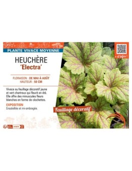 HEUCHERE ELECTRA