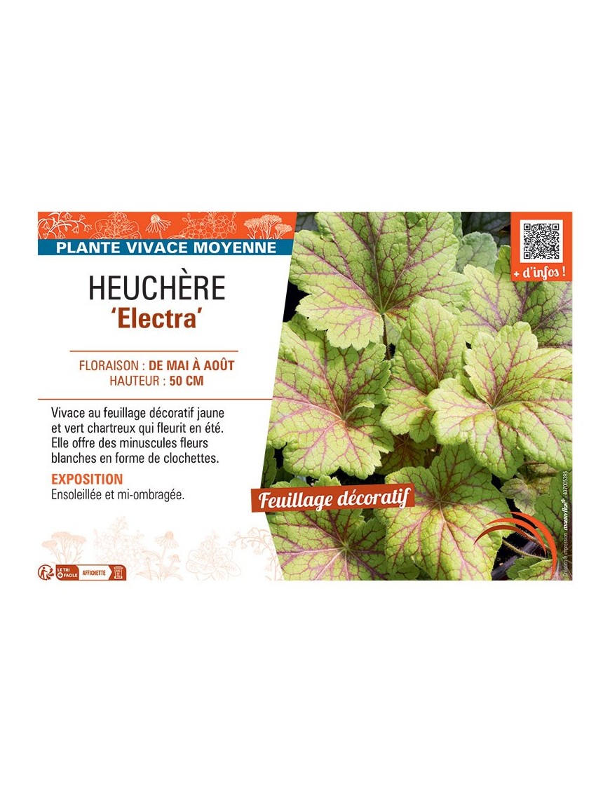 HEUCHERE ELECTRA