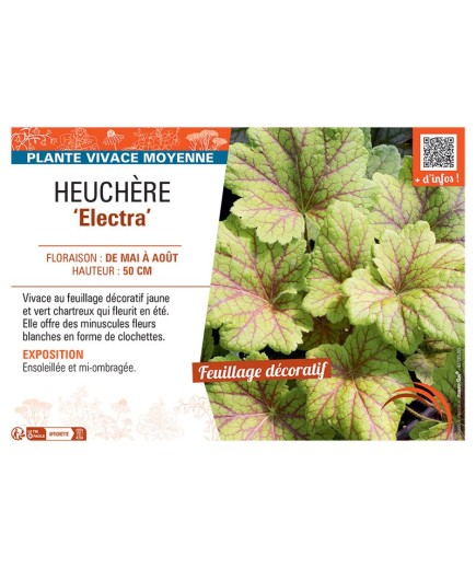 HEUCHERE ELECTRA