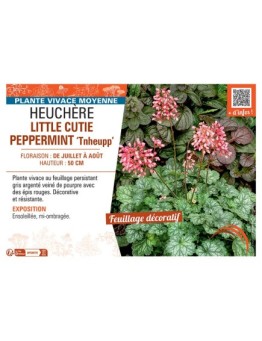 HEUCHERE LITTLE CUTIE PEPPERMINT Tnheupp