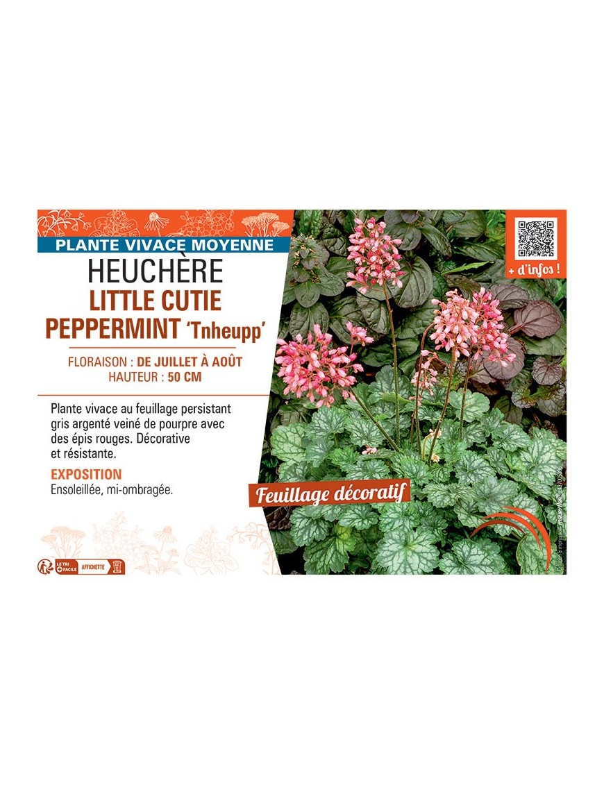 HEUCHERE LITTLE CUTIE PEPPERMINT Tnheupp