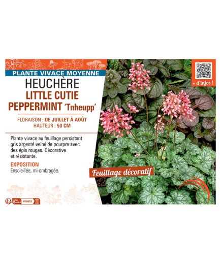 HEUCHERE LITTLE CUTIE PEPPERMINT Tnheupp