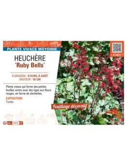 HEUCHERE RUBY BELLS
