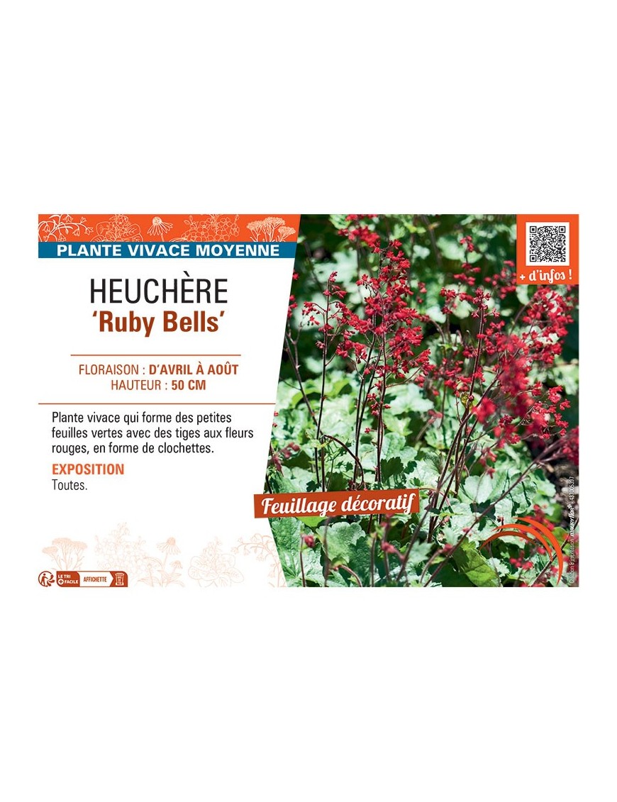 HEUCHERE RUBY BELLS