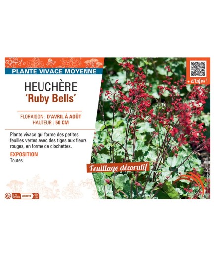 HEUCHERE RUBY BELLS