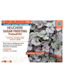 HEUCHERE SUGAR FROSTING Pwheu0104