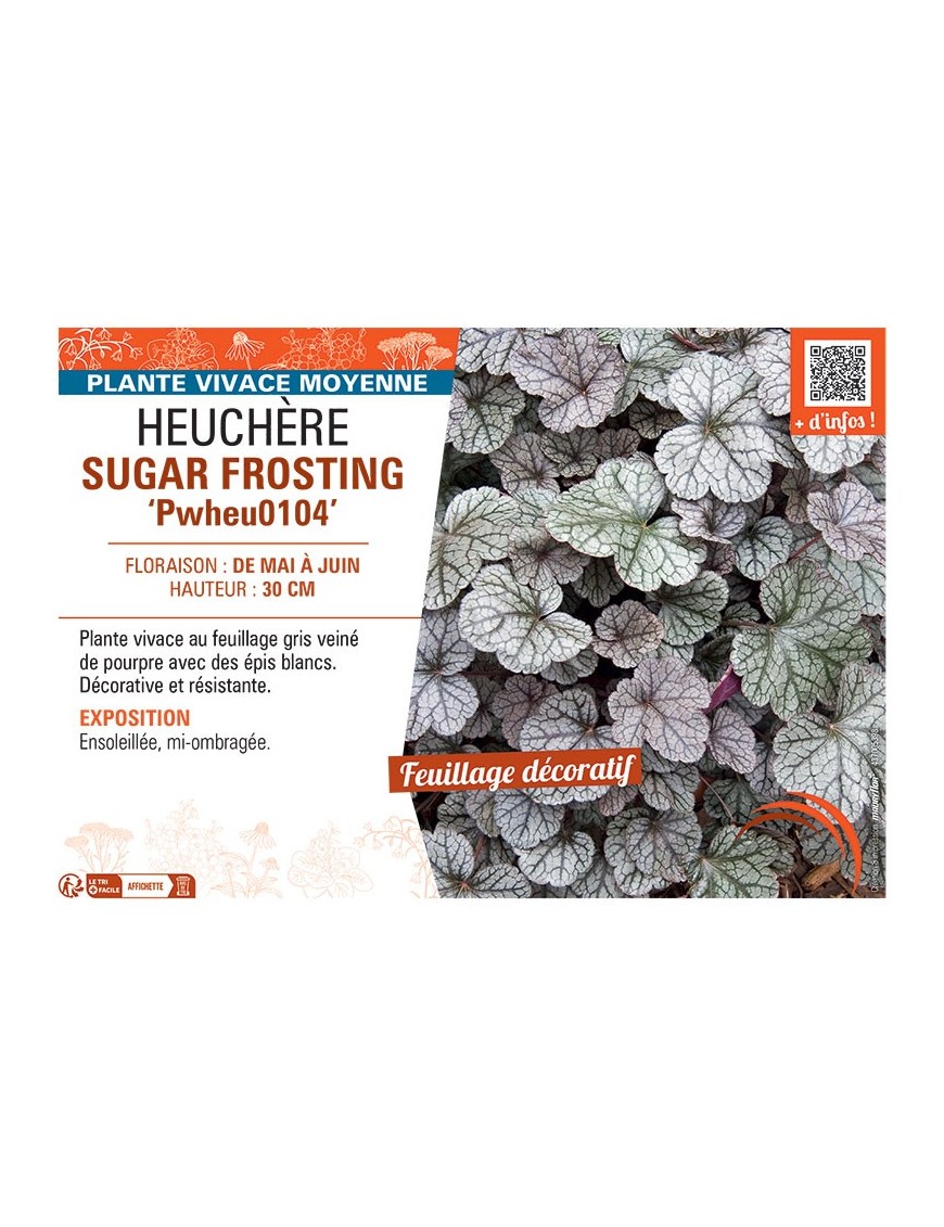 HEUCHERE SUGAR FROSTING Pwheu0104