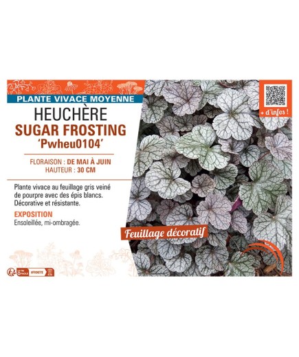 HEUCHERE SUGAR FROSTING Pwheu0104