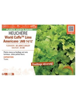 HEUCHERE WORLD CAFFE™ LIME AMERICANO jmb 14/12
