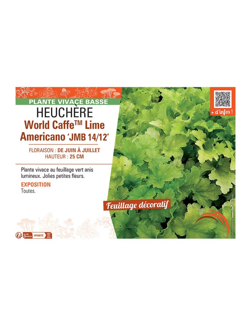 HEUCHERE WORLD CAFFE™ LIME AMERICANO jmb 14/12