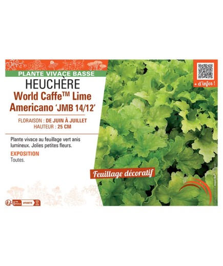 HEUCHERE WORLD CAFFE™ LIME AMERICANO jmb 14/12