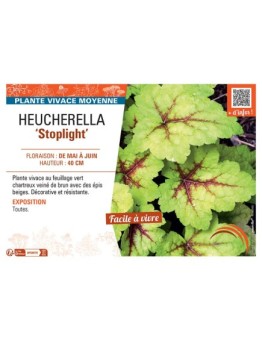 HEUCHERELLA STOPLIGHT