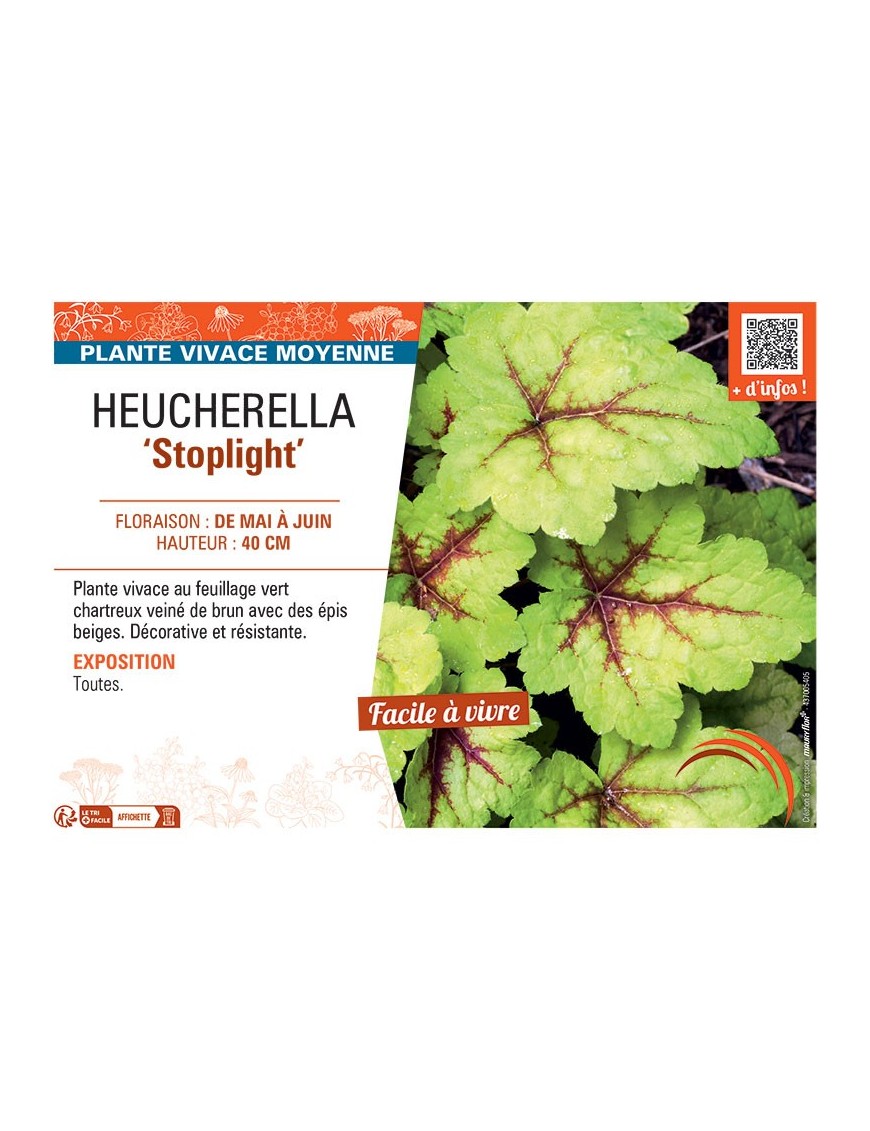 HEUCHERELLA STOPLIGHT