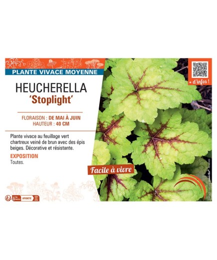 HEUCHERELLA STOPLIGHT