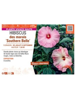 HIBISCUS DES MARAIS SOUTHERN BELLE