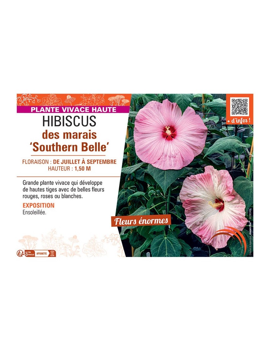 HIBISCUS DES MARAIS SOUTHERN BELLE