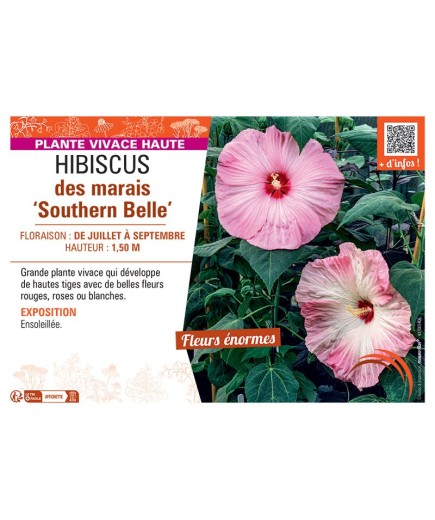 HIBISCUS DES MARAIS SOUTHERN BELLE