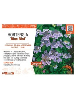 HORTENSIA BLUE BIRD