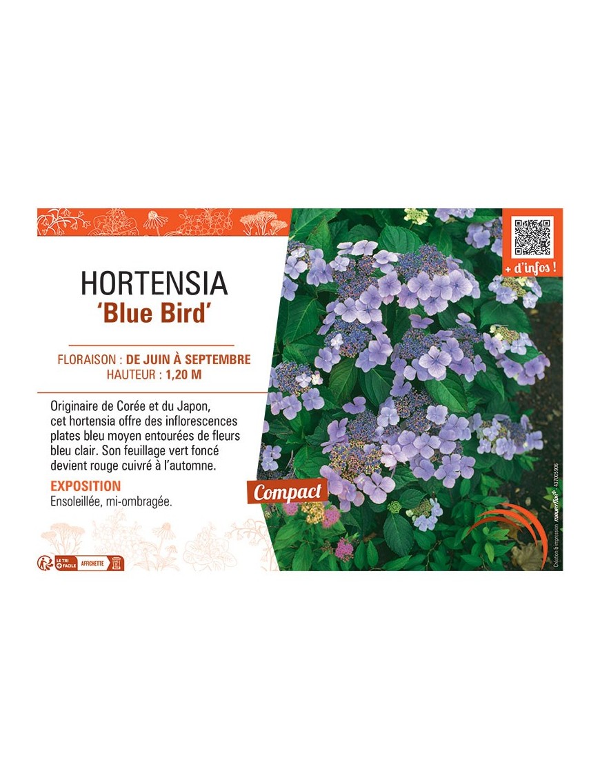 HORTENSIA BLUE BIRD