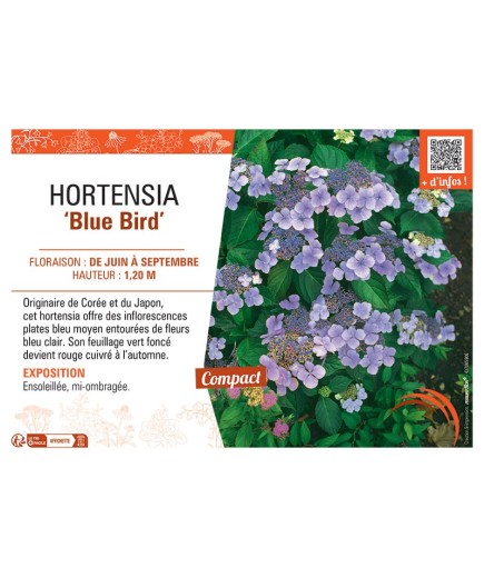 HORTENSIA BLUE BIRD