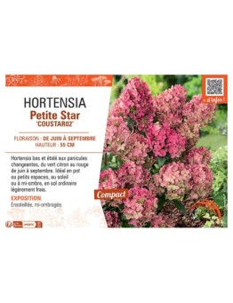 HORTENSIA PETITE STAR Coustar02