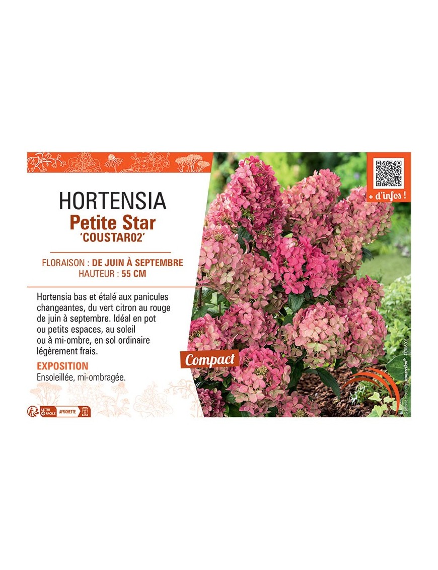 HORTENSIA PETITE STAR Coustar02