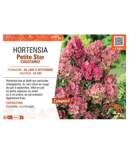HORTENSIA PETITE STAR Coustar02