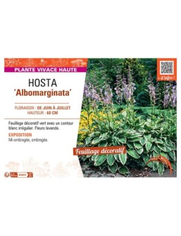 HOSTA ALBOMARGINATA