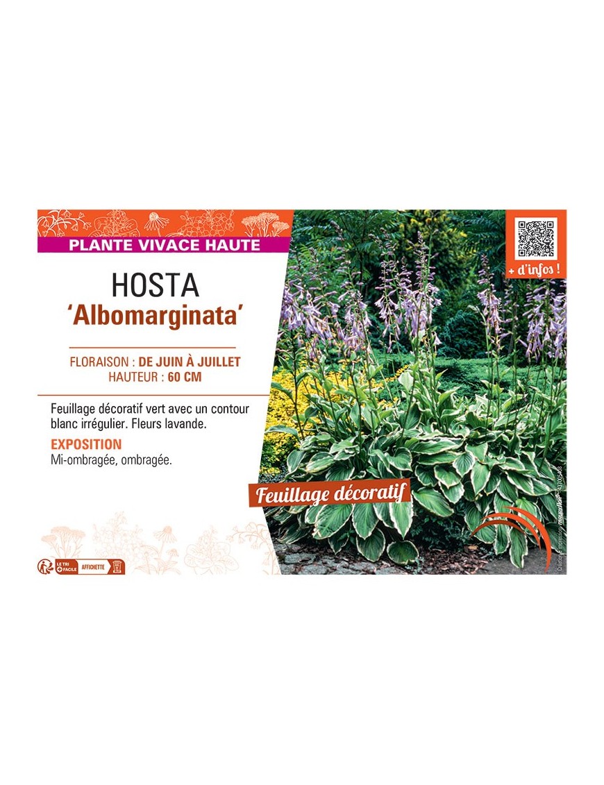 HOSTA ALBOMARGINATA