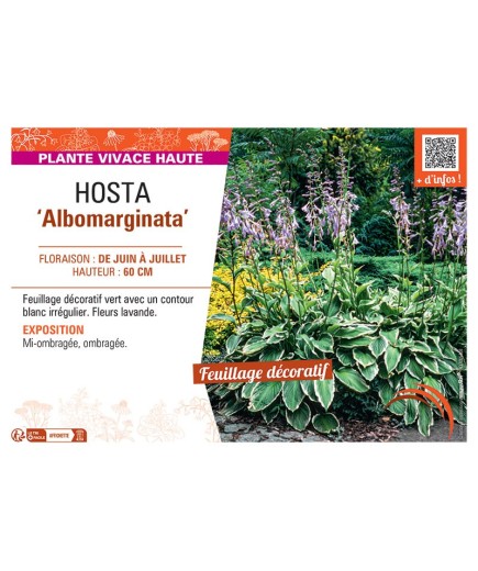 HOSTA ALBOMARGINATA