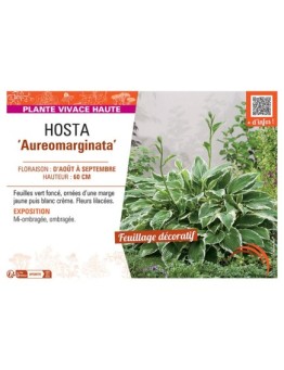 HOSTA AUREOMARGINATA