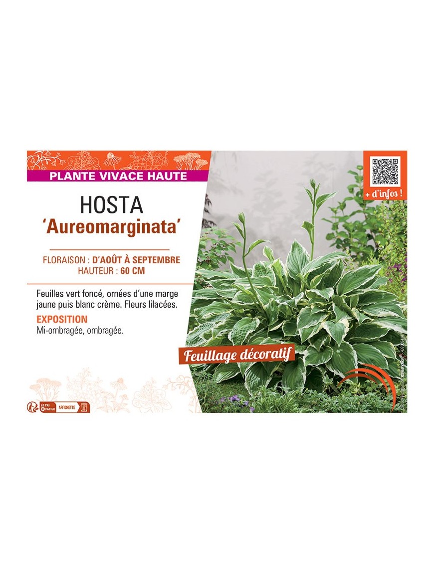 HOSTA AUREOMARGINATA