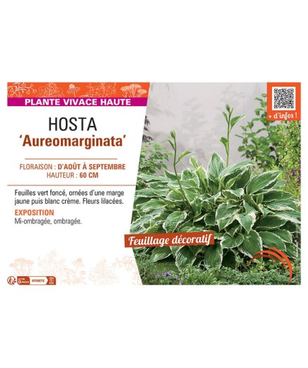 HOSTA AUREOMARGINATA