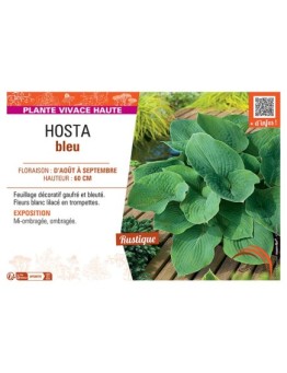 HOSTA BLEU