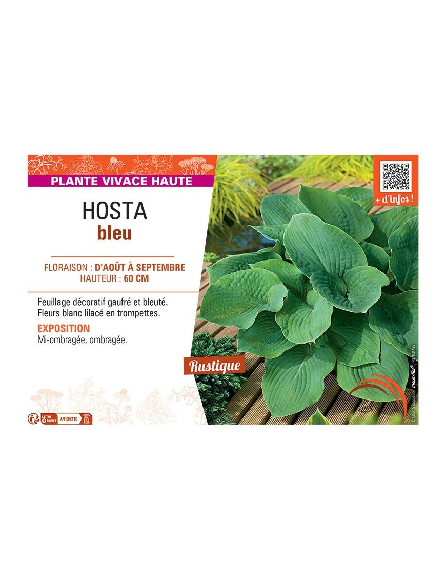 HOSTA BLEU