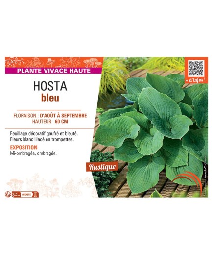 HOSTA BLEU