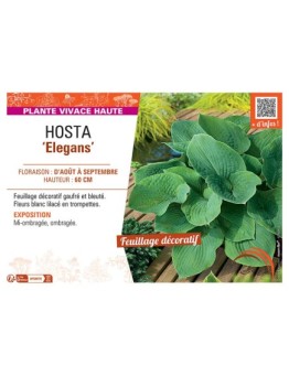 HOSTA ELEGANS