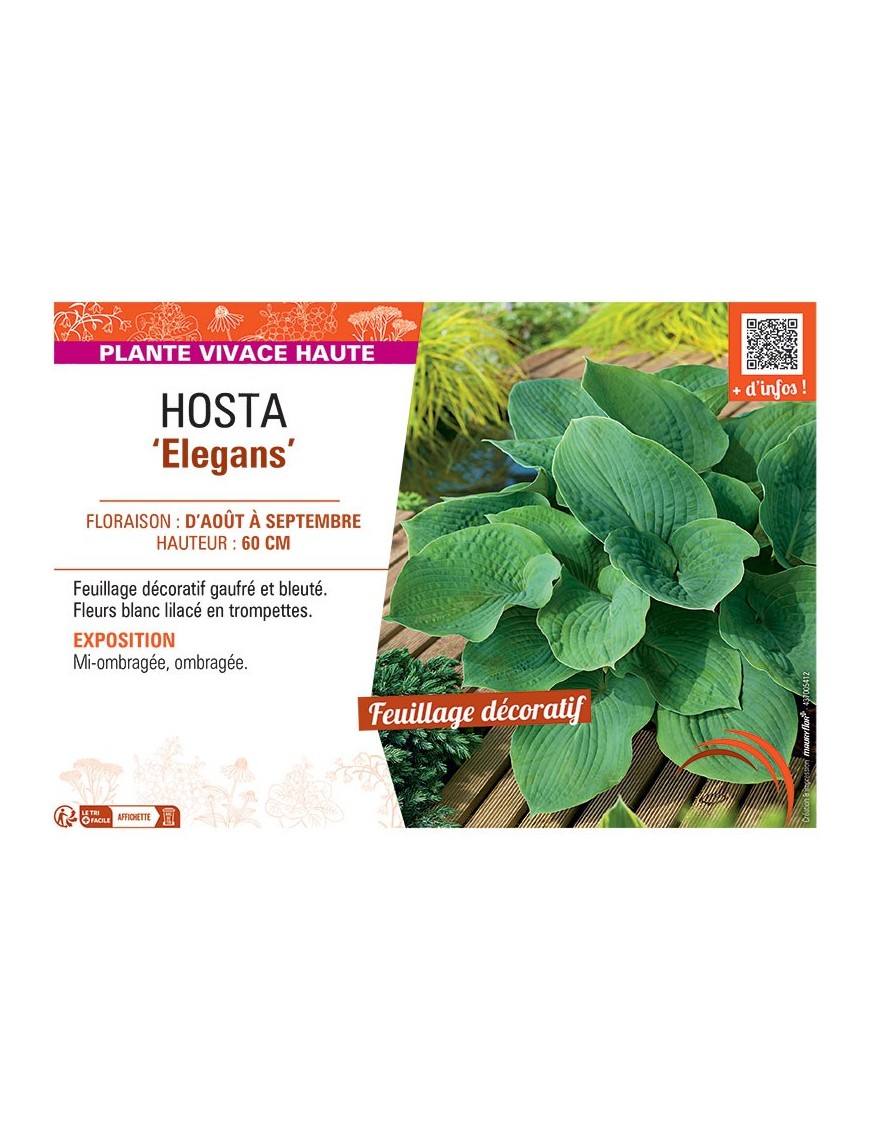 HOSTA ELEGANS