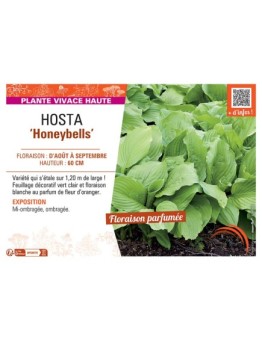HOSTA HONEYBELLS