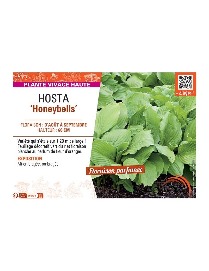 HOSTA HONEYBELLS