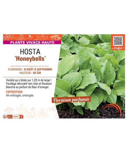 HOSTA HONEYBELLS