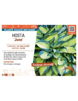 HOSTA JUNE