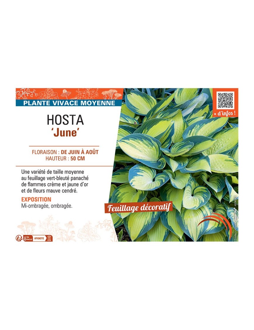 HOSTA JUNE