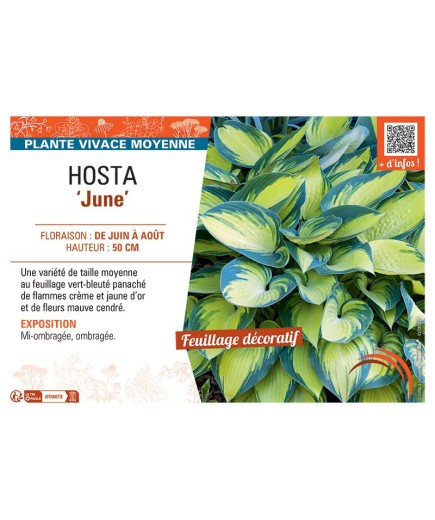 HOSTA JUNE