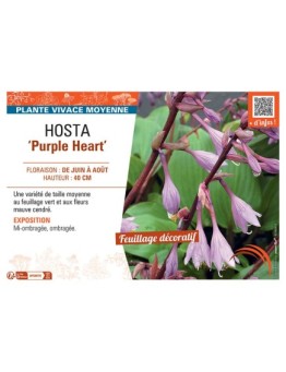 HOSTA PURPLE HEART