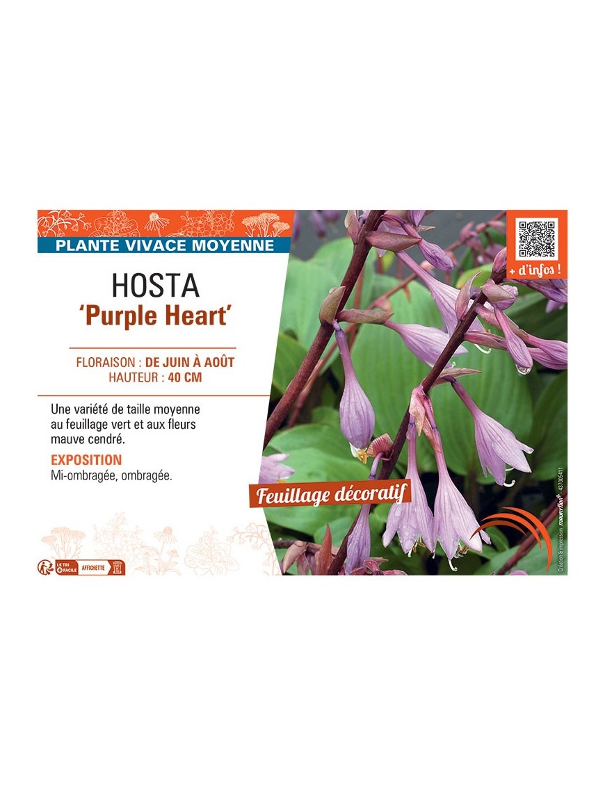 HOSTA PURPLE HEART